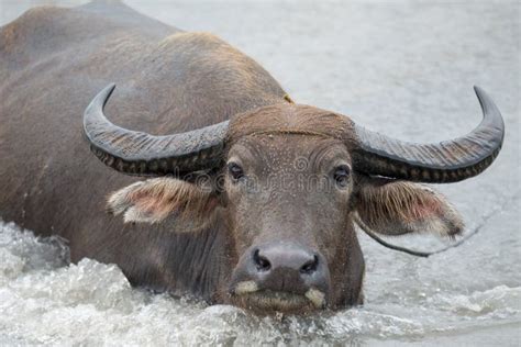 Water Buffalo In The River Stock Image Image Of Buffalo 98970145