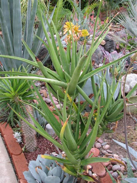 Aloe Tongaensis Tonga Tree Aloe World Of Succulents