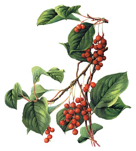 Schizandra Brochure