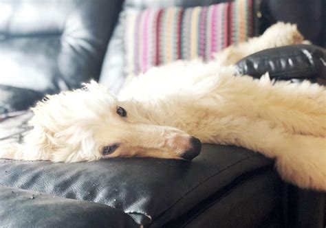 My sleepy Afghan hound puppy : r/dogpictures