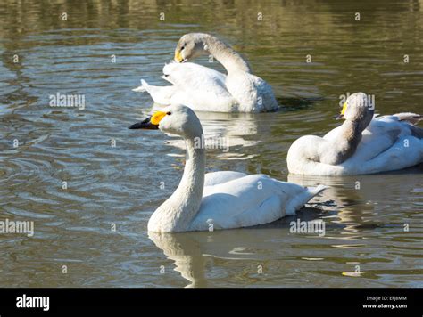 Tundra Swan Or Bewicks Swan Cygnus Columbianus Stock Photo Alamy