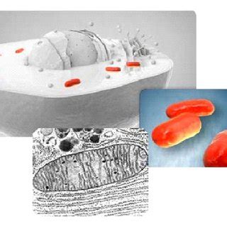 Mitochondrial inner membrane cristae (a) 3D illustration upper left... | Download Scientific Diagram