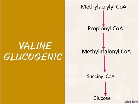 Metabolism of Brached Chain Amino Acid (Valine, Isoleucine, Leucine)