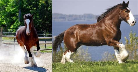 Unveiling the Unmatched Quality of Clydesdale Horses - BestUNeed.Com