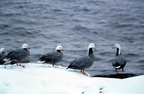 Free Picture Emperor Geese Chen Canagica