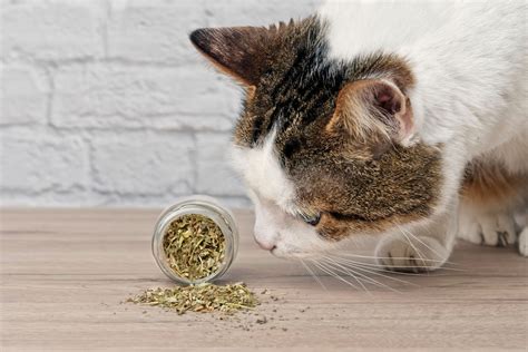 Catnip conheça os benefícios para o seu gato BLOG Petiko