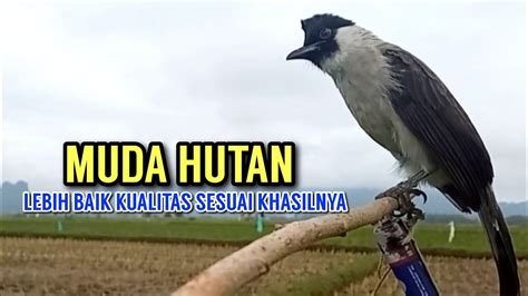 Suara Burung Kutilang Gacor Muda Memanggil Burung Kutilang Liar