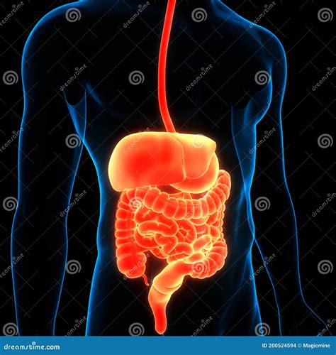 Anatomie Van Menselijke Inwendige Organen Spijsverteringsstelsel Stock