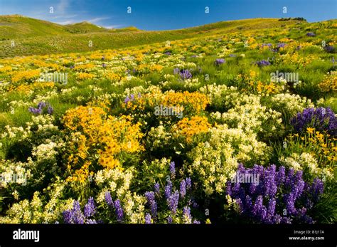 IDAHO, Camas Prairie. Meadow of purple lupine and yellow wildflowers ...