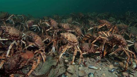 Scientists Need Public Help To Solve The Spider Crab Mystery