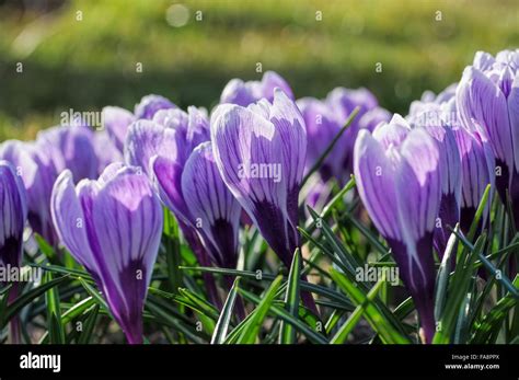 Krokus King of the Striped - Crocus King of the Striped 01 Stock Photo ...