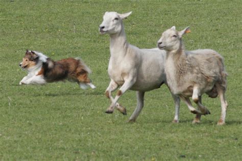 A Shetland Sheepdog Herding Sheep Shetland Sheepdog Sheltie Dogs