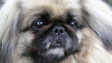 15 Best Pekingese Haircut Styles For 2020 | PetPress