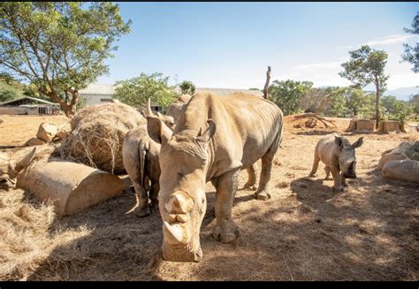 六福村動物園online 動物明星狂賣萌 保育員轉當網紅 翻爆 翻報