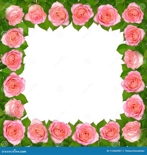 Frame With Pink Roses Isolated On White Background Stock Illustration