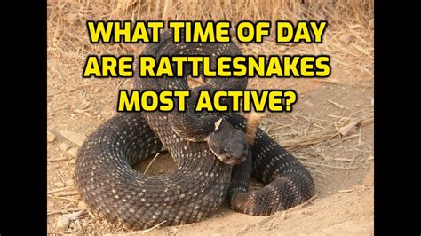 What Time Of Day Are Rattlesnakes Most Active YouTube