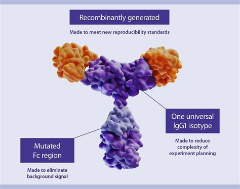 Antibody Structure And Their Use In Flow Cytometry Miltenyi Biotec Usa