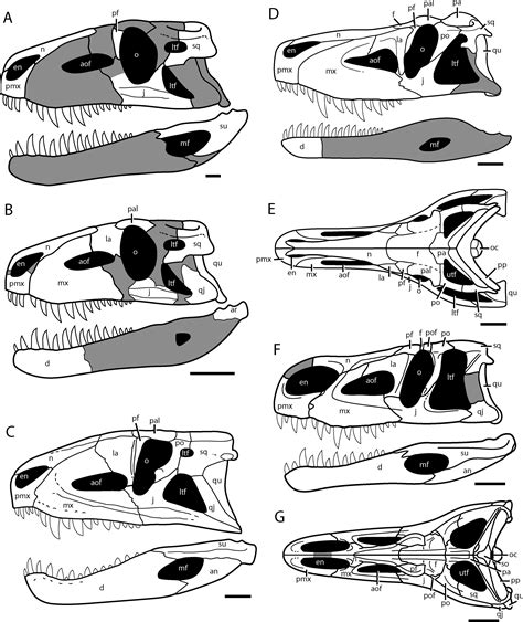 The Early Evolution of Archosaurs: Relationships and the Origin of ...