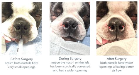 Brachycephalic Breeds Wrinkles And Panting And Snoring Oh My