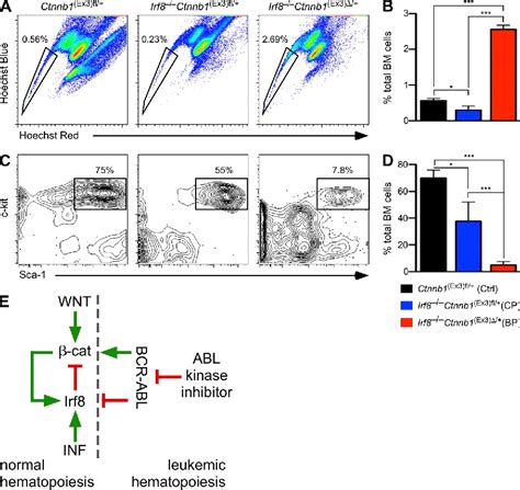 PDF Cross Talk Between Wnt Catenin And Irf 8 In Leukemia