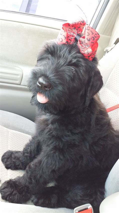 Black Russian Terrier Puppies for Sale - AKC Breeder