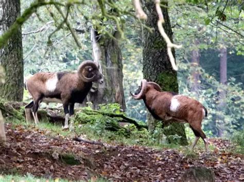 Natursch Tzer In Sorge Um Mufflons Aber Auch Um Wald Weisenheim Am