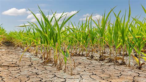 Cambio climático en enero la sequía extrema afecta al 30 de México