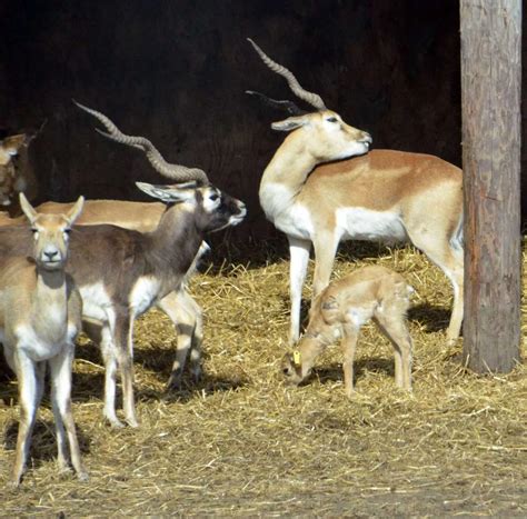 Knowsley Safari Park animals cool off in the spring sunshine - Liverpool Echo