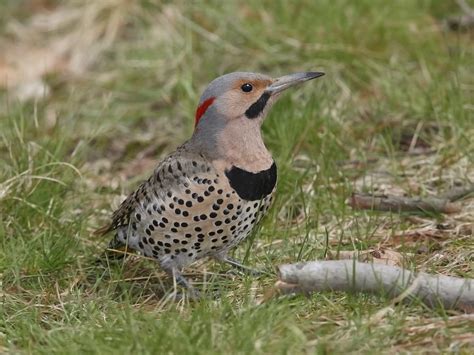 Female Northern Flickers Male Vs Female Identification Birdfact