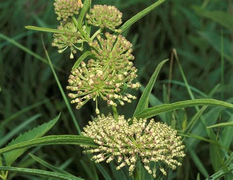 Milkweed Varieties