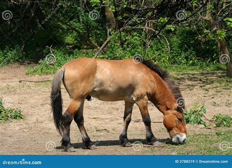 Mongolian Wild Horse stock image. Image of captive, caballus - 2788219