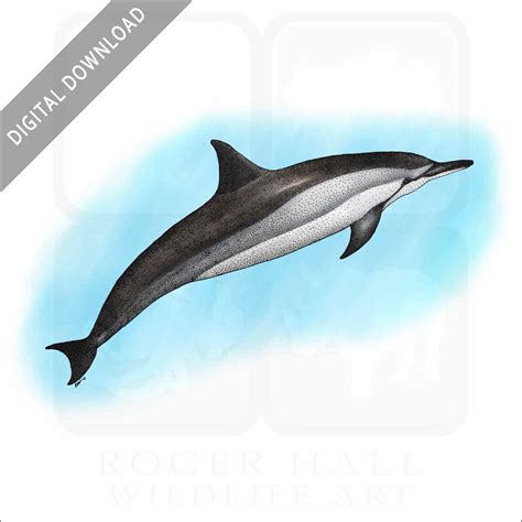 Stock Art Drawing Of A Spinner Dolphin