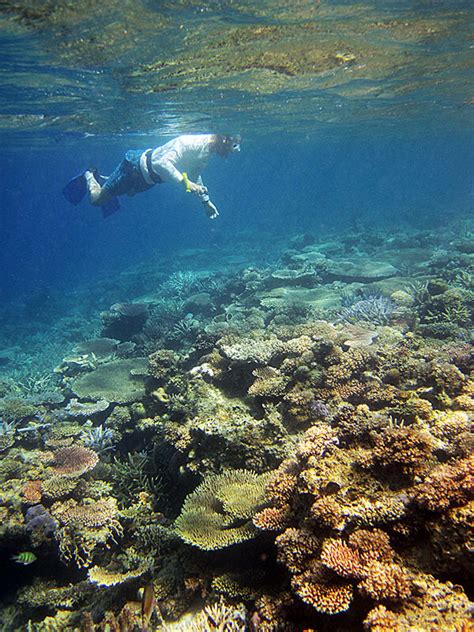 Snorkeling Over A Shallow Reef Coral Triangle Adventures