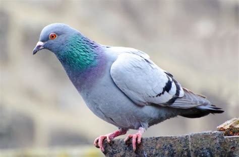 pigeon  stock photo public domain pictures