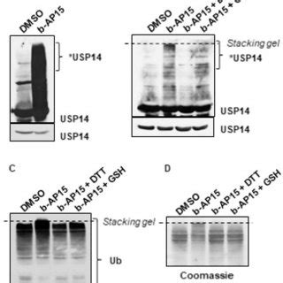 B AP15 Inhibits DUBs Through The Formation Of Cytotoxic High MW Protein