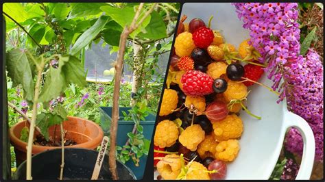 A Broken Branch FREE Plants Propagating Blackcurrants Gooseberry