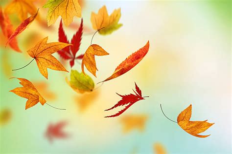 Leaves Blowing In The Wind Stock Photos, Pictures & Royalty-Free Images ...