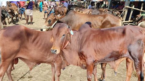 আজ ১০ অক্টোবর ক্রেতাশূন্য আমবাড়ী হাট খামার উপযোগী ভালো মানের