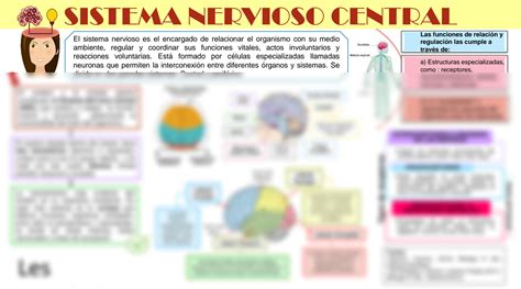 SOLUTION Infografia Sistema Nervioso Studypool