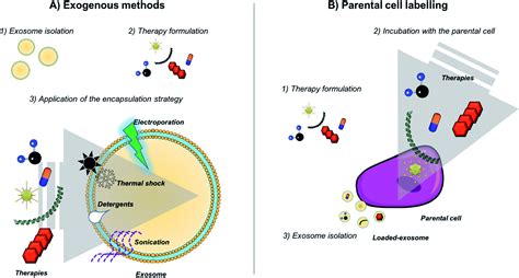 Use Of Exosomes As Vectors To Carry Advanced Therapies Exosome Rna