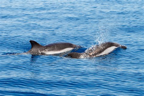 Lisbon Dolphin Watching Boat Tour With A Marine Biologist You Know