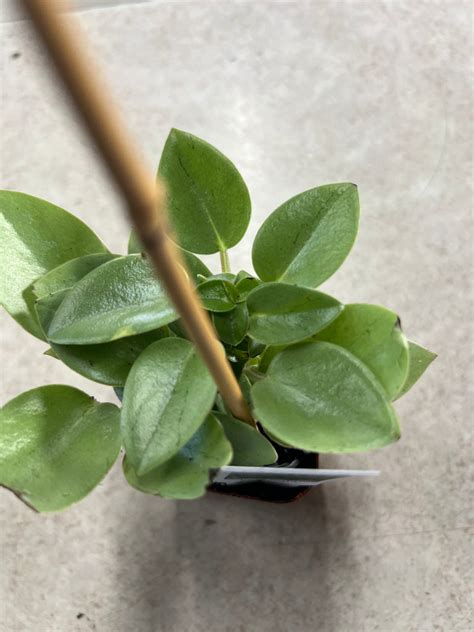 Peperomia Scandens Variegata Prairie Blossom Nursery