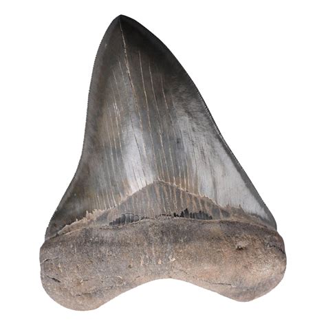 Megalodon Teeth For Sale Jurassic Jacks Fossil Shack