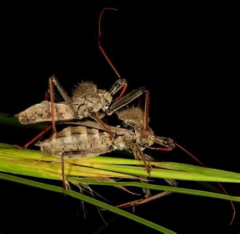 The Fascinating World of the Wheel Bug: A Closer Look at this Unique Insect