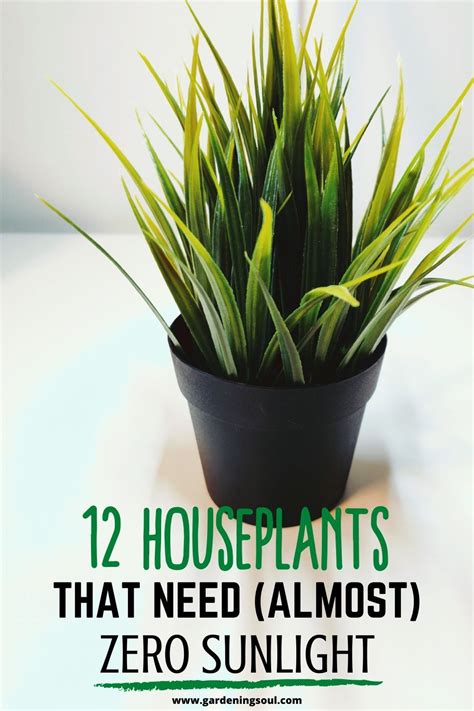 12 Houseplants That Need (Almost) Zero Sunlight