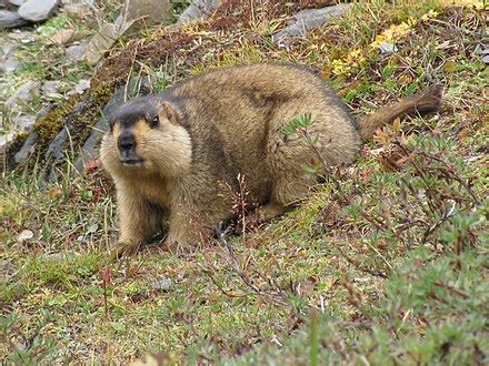 Himalayan marmot - Wikipedia