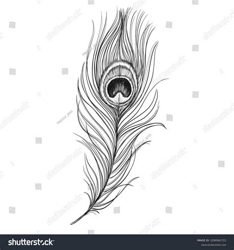 Peacock Feather Vintage Vector Sketch Illustration Stock Vector Royalty Free 2290561721