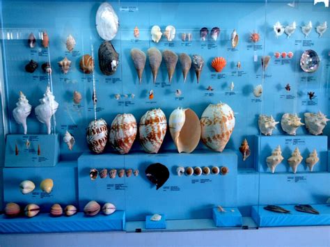 India Seashell Museum In Mahabalipuram Is Shell Ebrating Marine Life