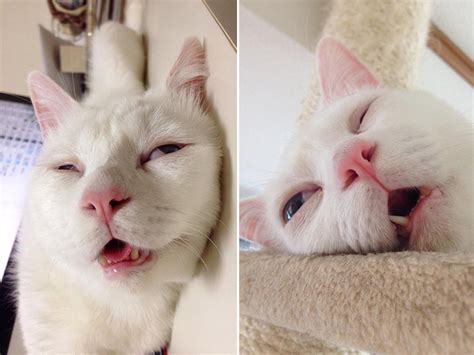 Cat With The Funniest Sleeping Face Ever