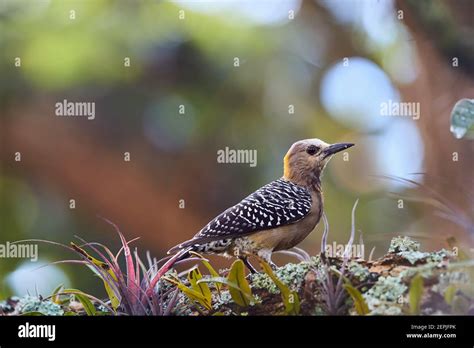 Hoffmann S Woodpecker Melanerpes Hoffmannii Tropical Woodpecker With